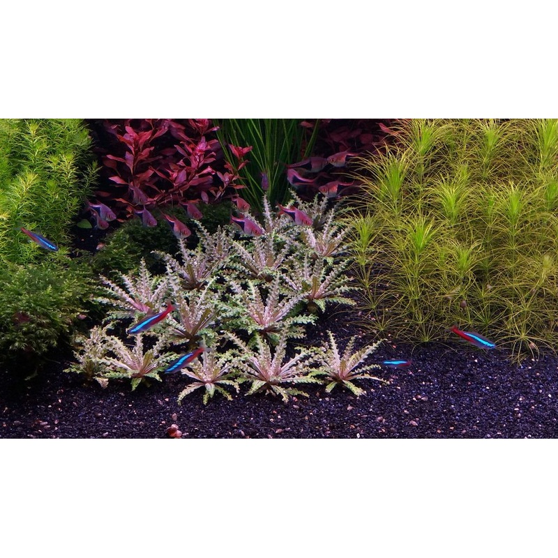 TCulture Pogostemon helferi red (Pot)