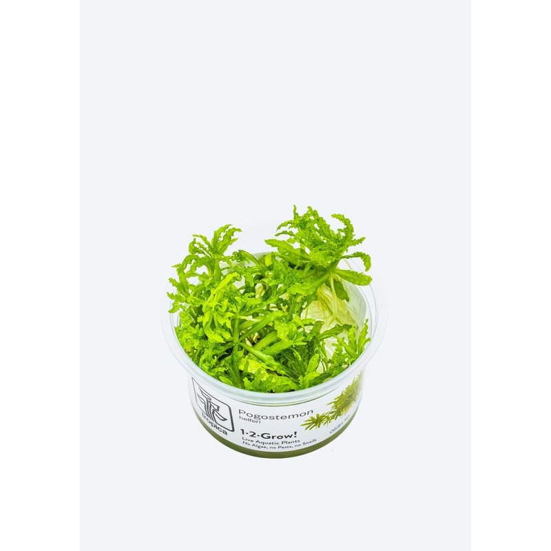 1-2-Grow! Pogostemon helferi