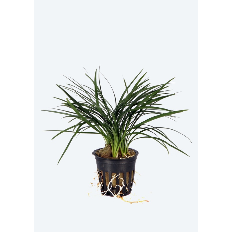 Ophiopogon jaburan ‘Kyoto’