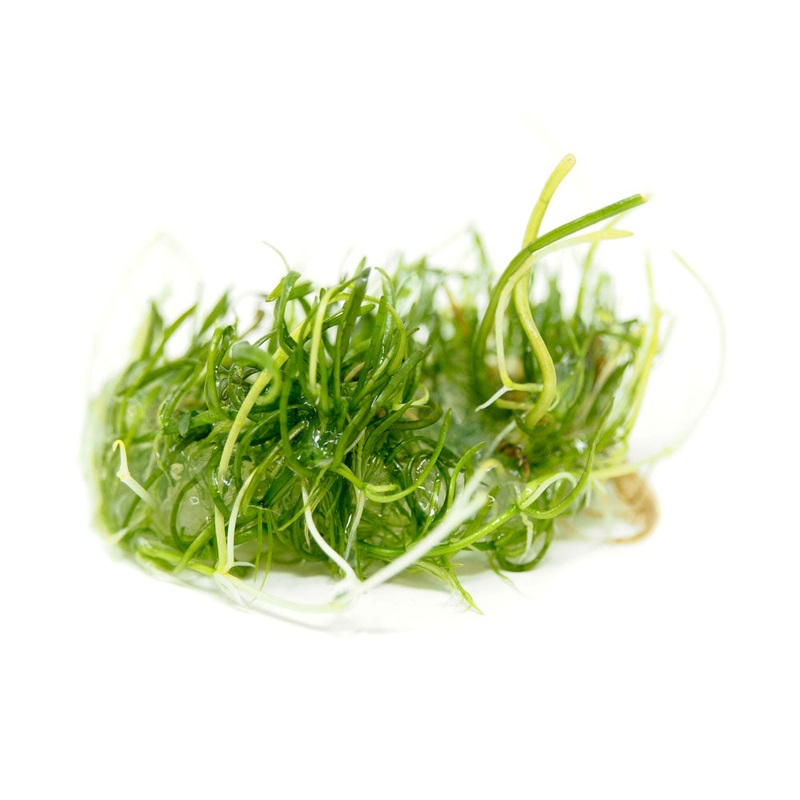 Brazilian Micro Sword (Lilaeopsis brasiliensis) Tissue Culture