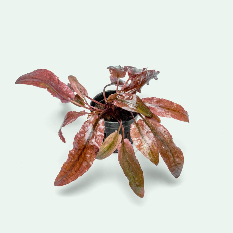 Cryptocoryne Flamingo