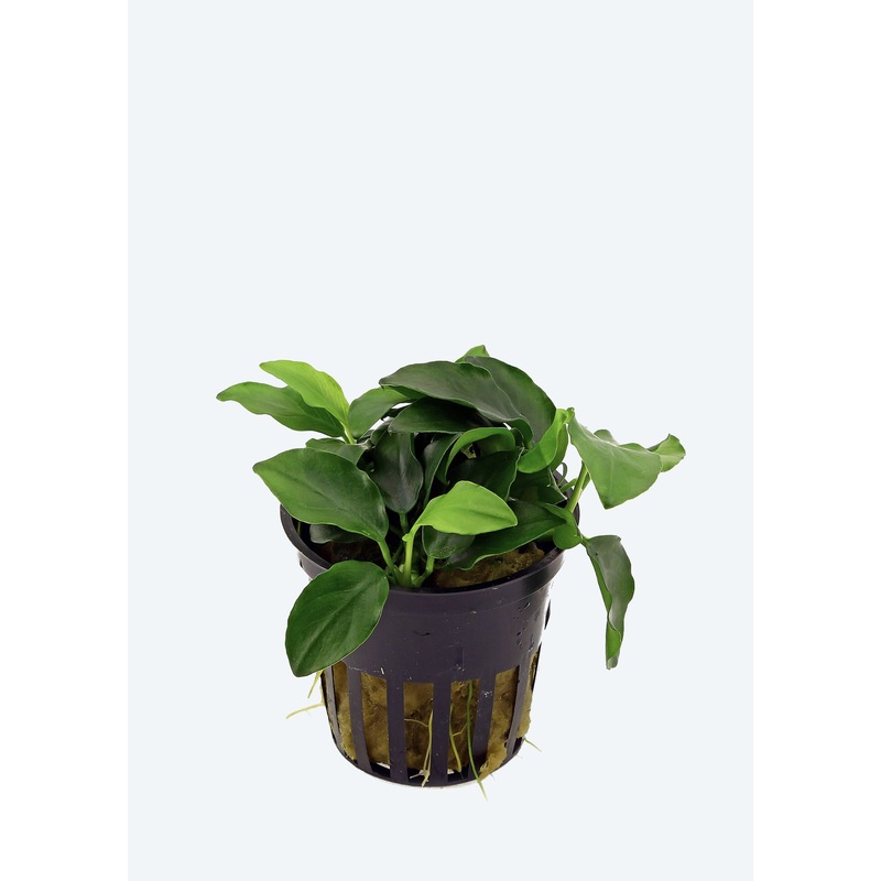 Anubias barteri Petite
