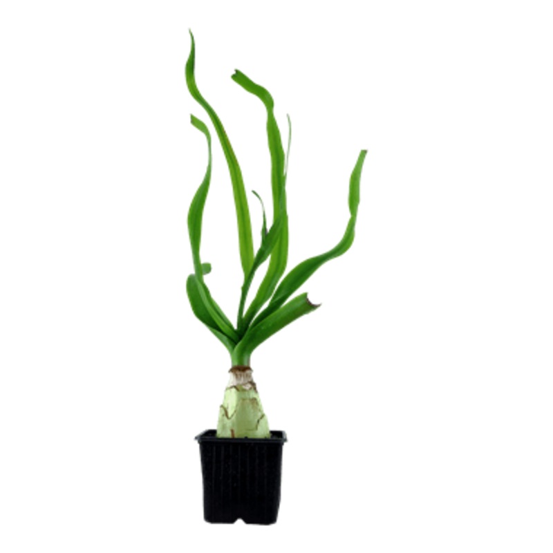 Tropica Crinum Thaianum