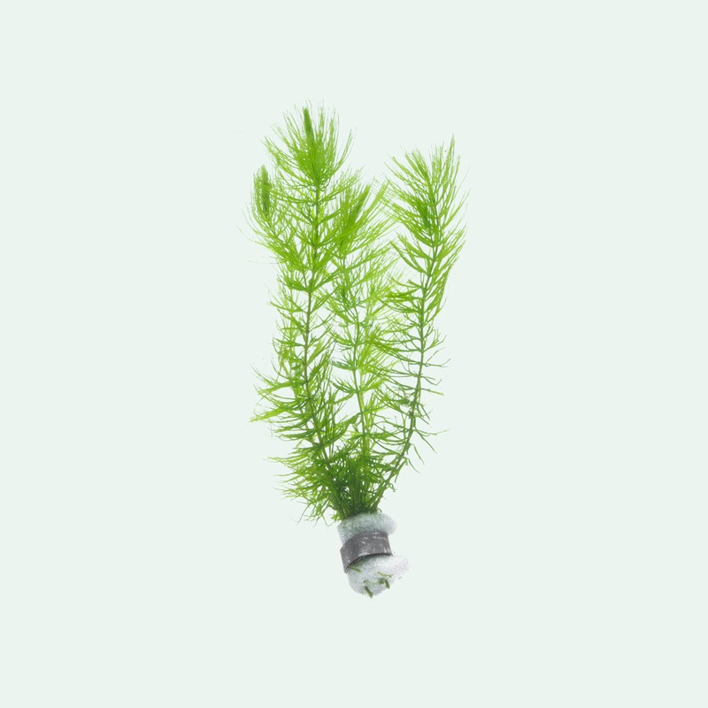 Ceratophyllum Demersum