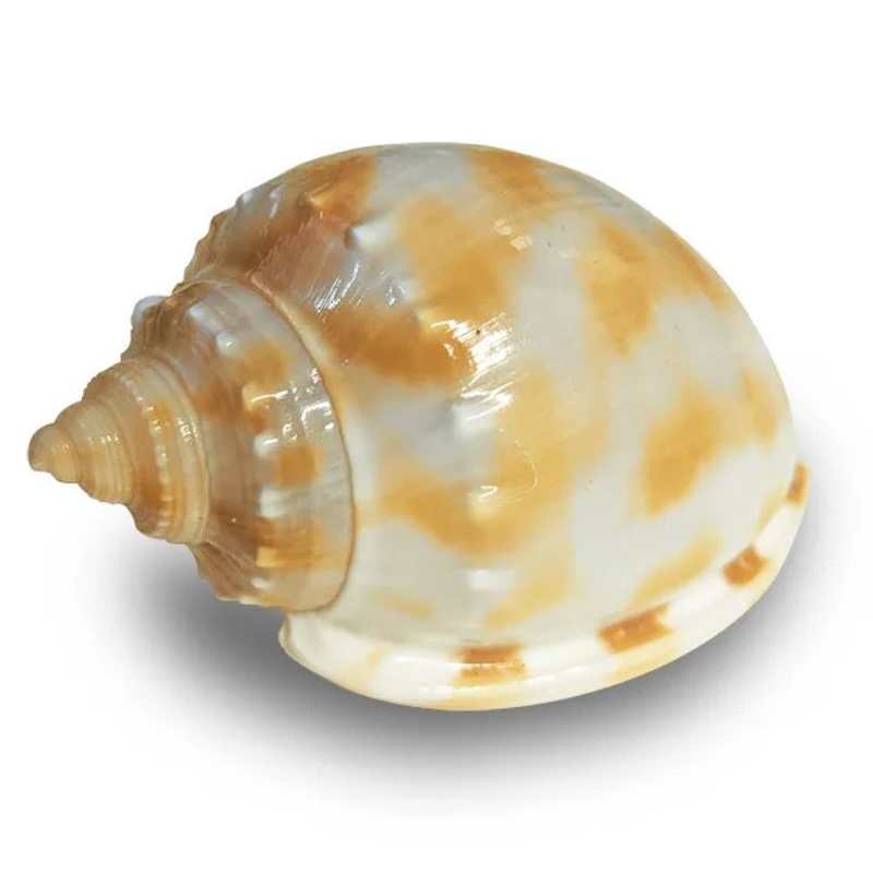 Hermit Crab Spare Shell – Medium