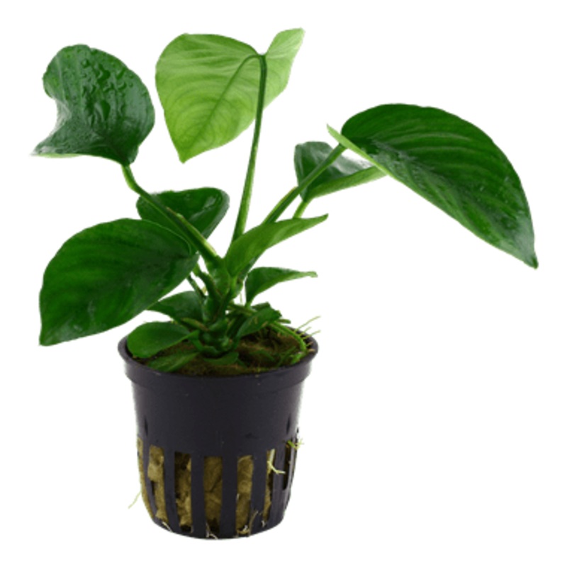 Tropica Anubias Barteri Var. Caladiifolia in Pot