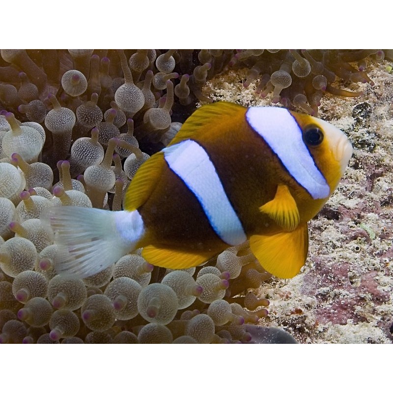 Barrier Reef Clownfish Large 10-12cm
