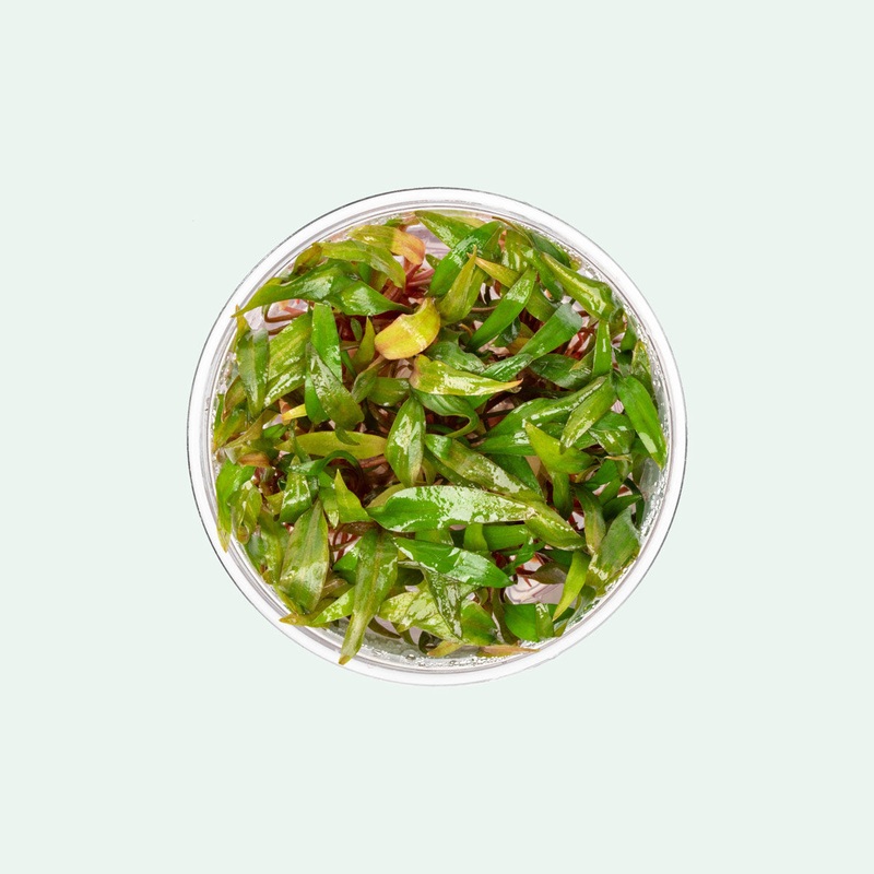 Cryptocoryne Beckettii Petchii