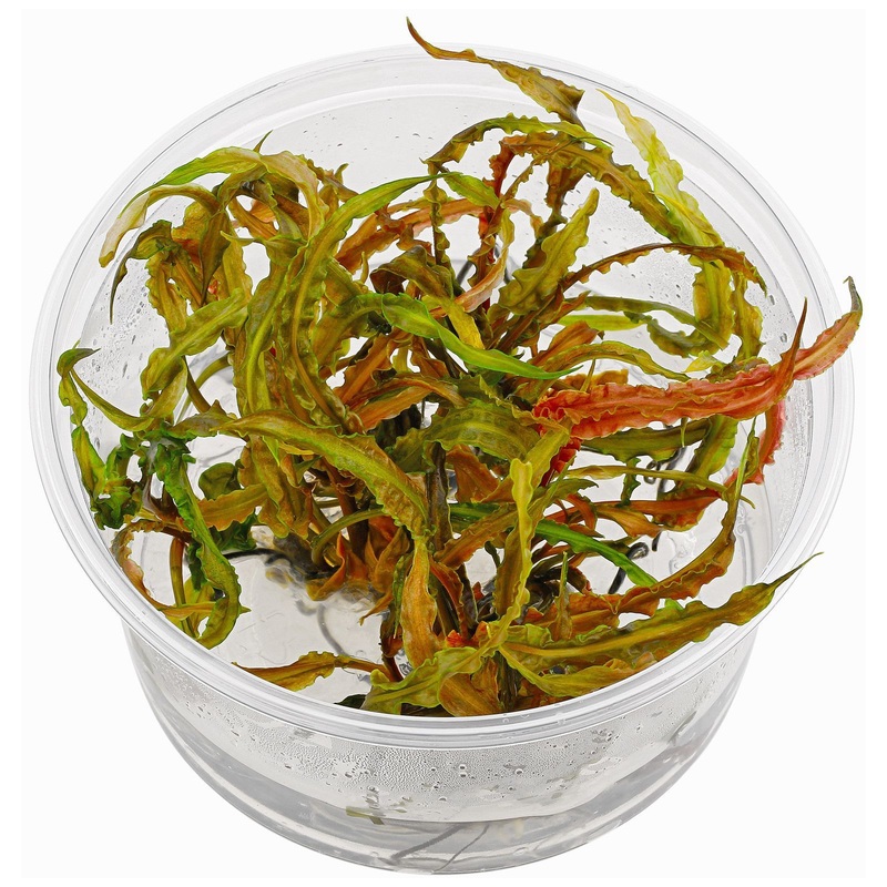 TCulture Cryptocoryne crispatula (TC Cup)