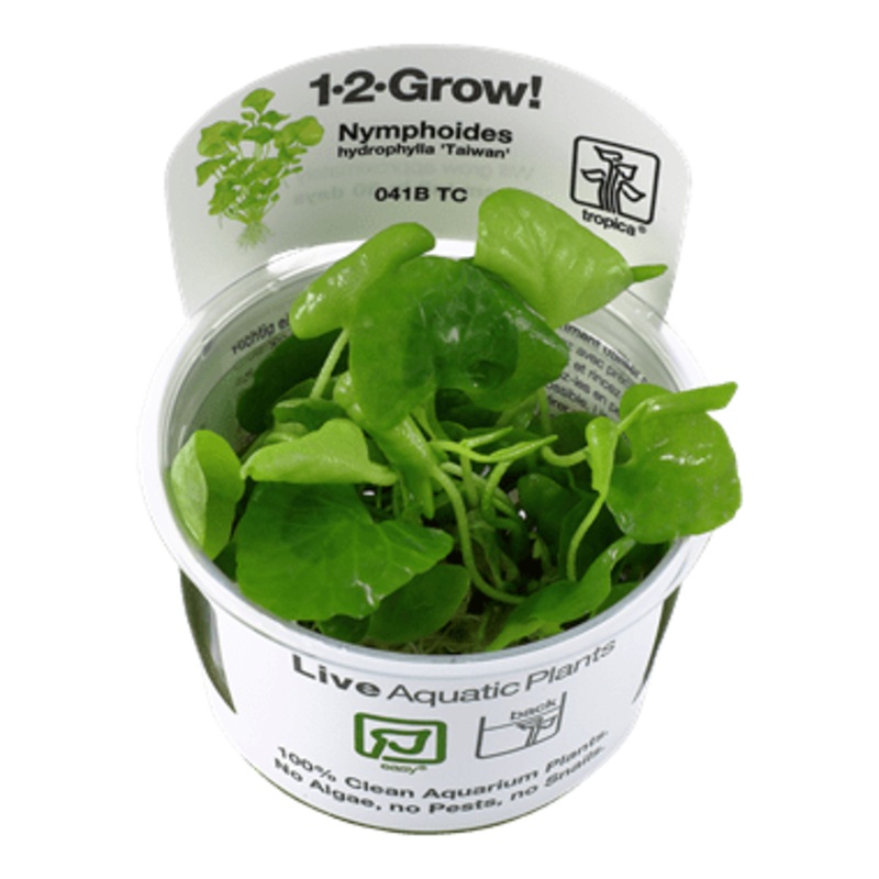 Tropica Nymphoides Hydrophylla ‘Taiwan’  1-2-GROW!