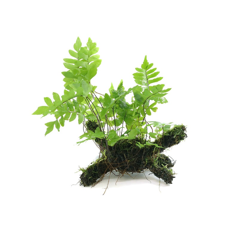Adiantum Philippense with Vesicularia Dubyana (Java Moss) on Wood