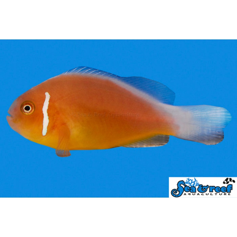 Clown – Skunk Fiji Pink