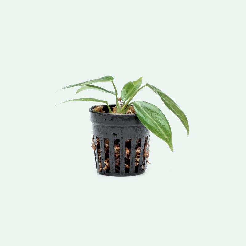 Philodendron Gigas – Bare Root