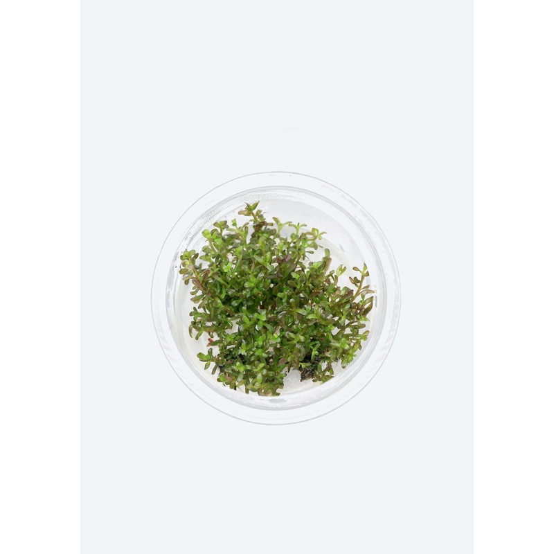 Rotala rotundifolia Assam’