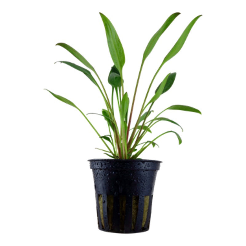 Tropica Cryptocoryne x willisii potted