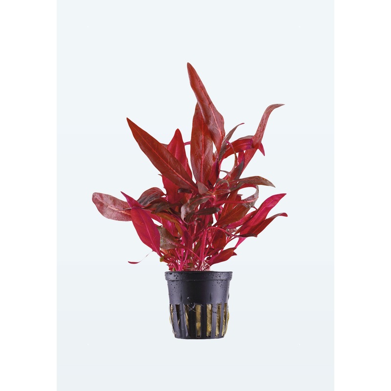 Alternanthera reineckii ‘Pink’