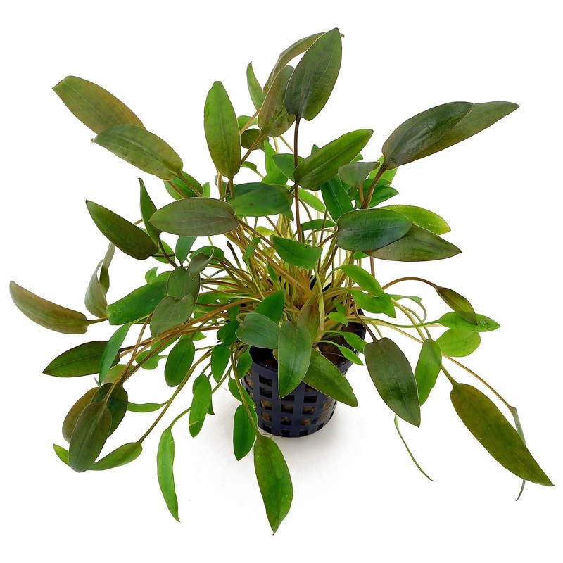 TCulture Cryptocoryne Wendtii ‘Brown’ (Pot)