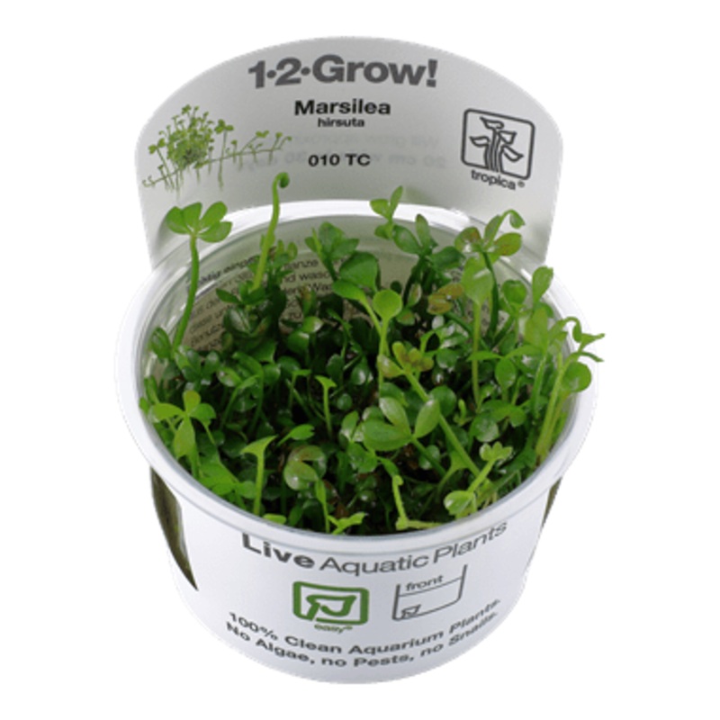 Tropica Marsilea hirsuta 1-2-GROW!