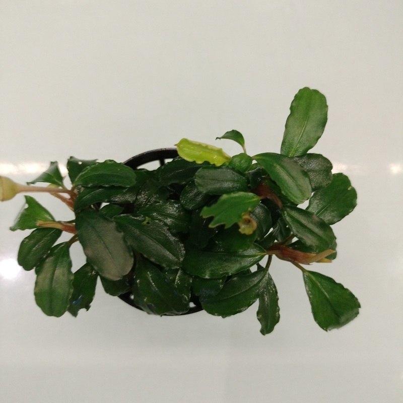 TCulture Bucephalandra Brownie Helena (Pot)