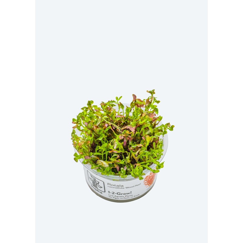 1-2-Grow! Rotala r. ‘Blood Red’