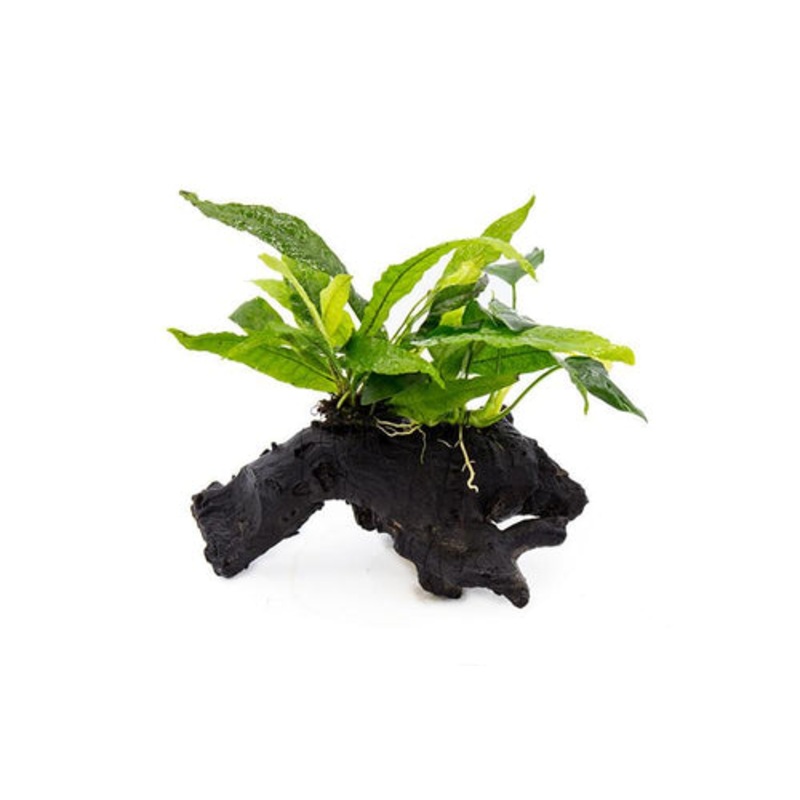 Anubias Nana on Wood