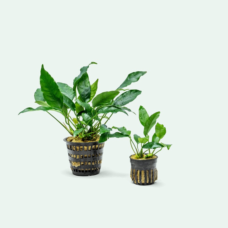 Anubias Short and Sharp – Mother Plant