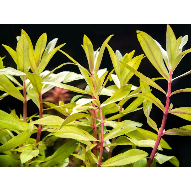 Golden Nesaea (Nesaea pedicellata “Golden”), Bunch w/Lead