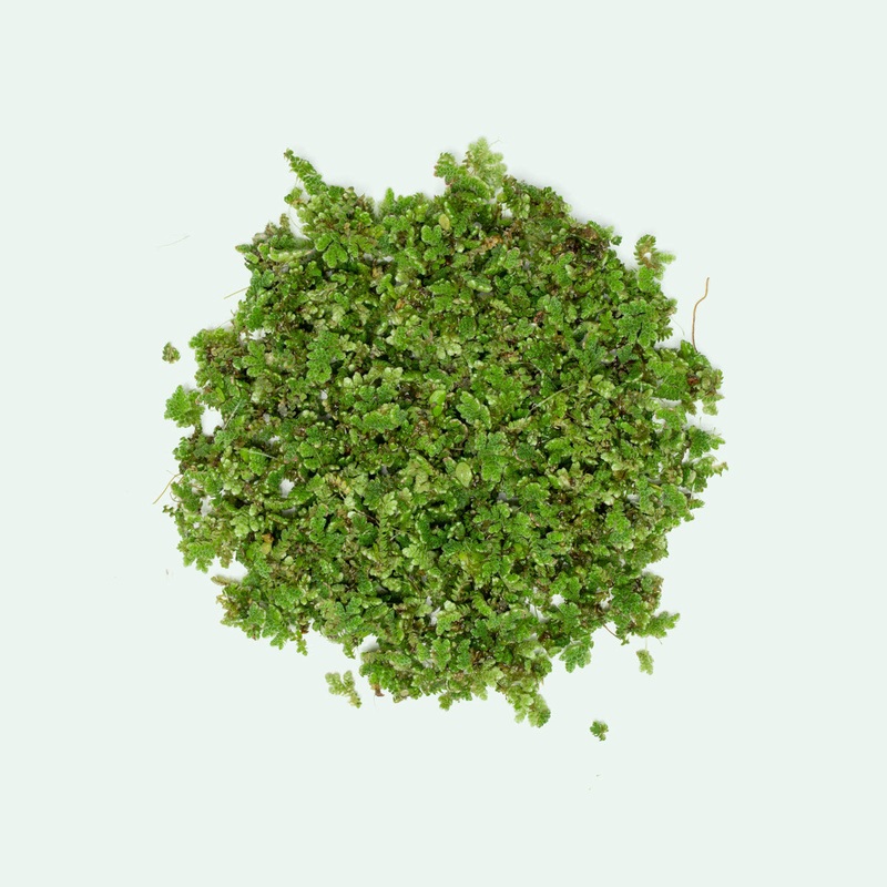 Azolla Mosquito Fern