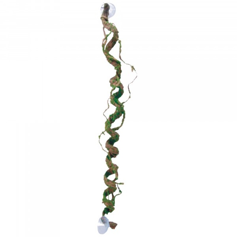 Eco tech Giant Corkscrew Vine 80cm