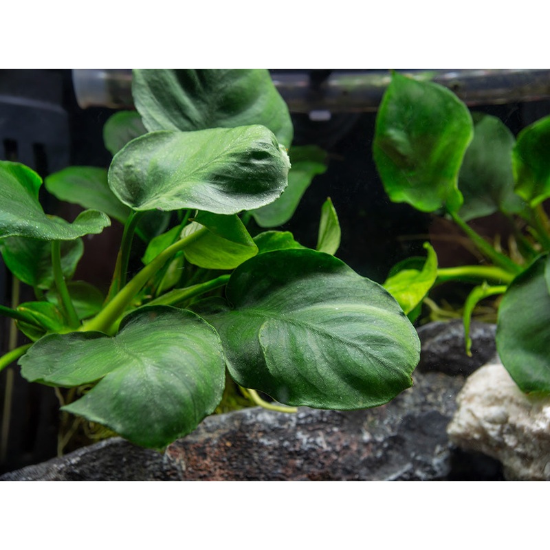 Gold Coin Anubias (Anubias barteri Round Leaf), Bare Root