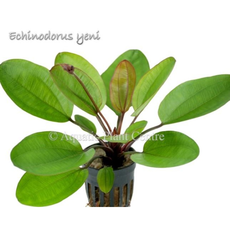 TCulture Echinodorus Yeni (Pot)