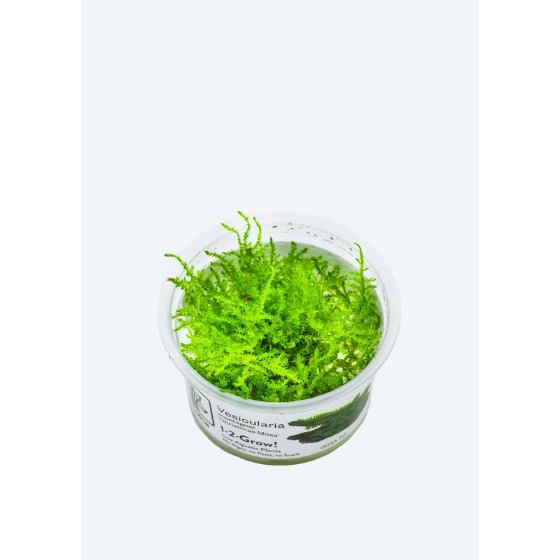 1-2-Grow! Vesicularia montagnei ‘Christmas’