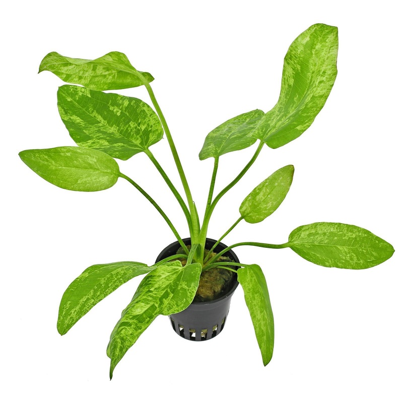 TCulture Echinodorus Marble Queen (Pot)