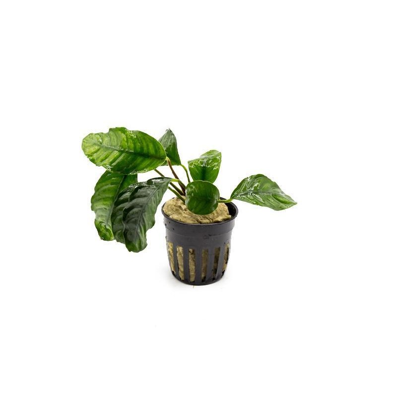 Anubias Barteri ‘Coffeefolia’