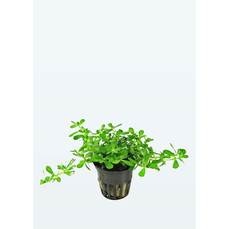 Bacopa ‘Compact’