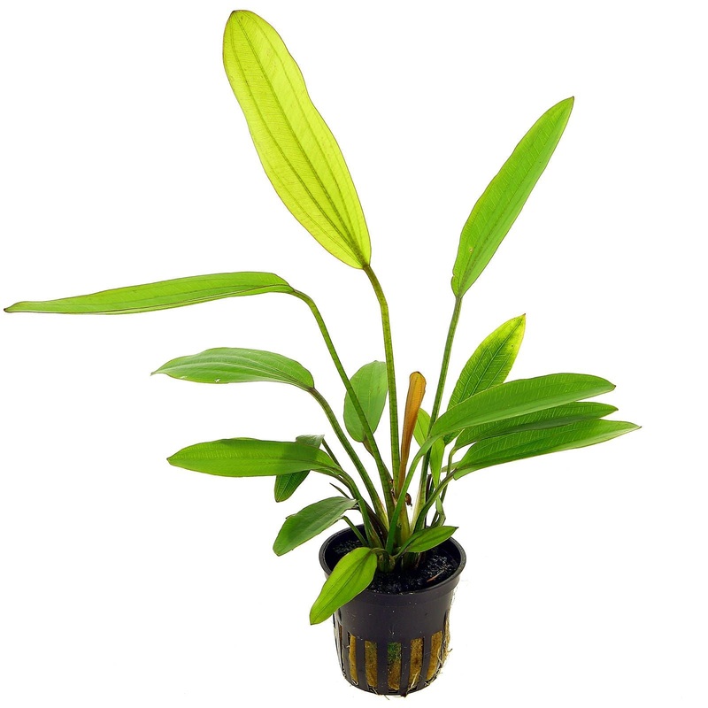 TCulture Echinodorus Rose (Pot)