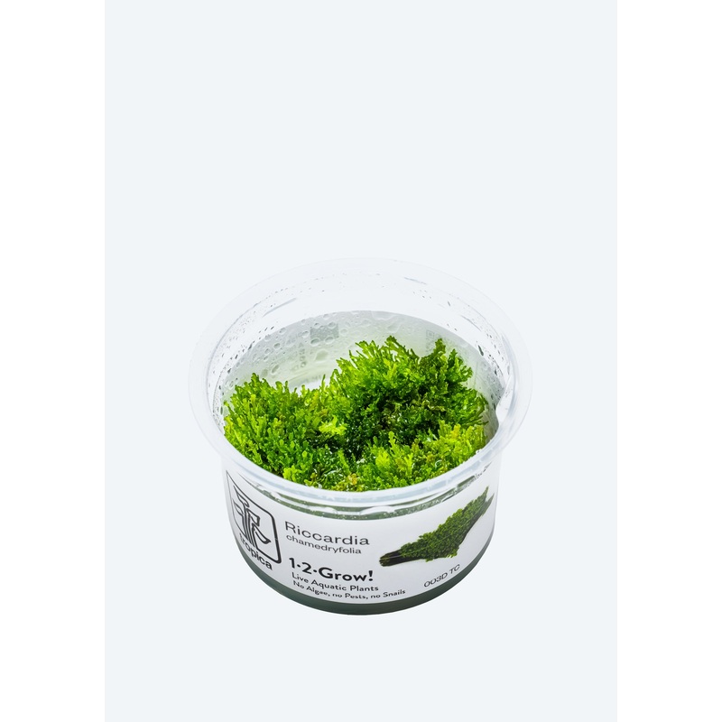 1-2-Grow! Riccardia chamedryfolia