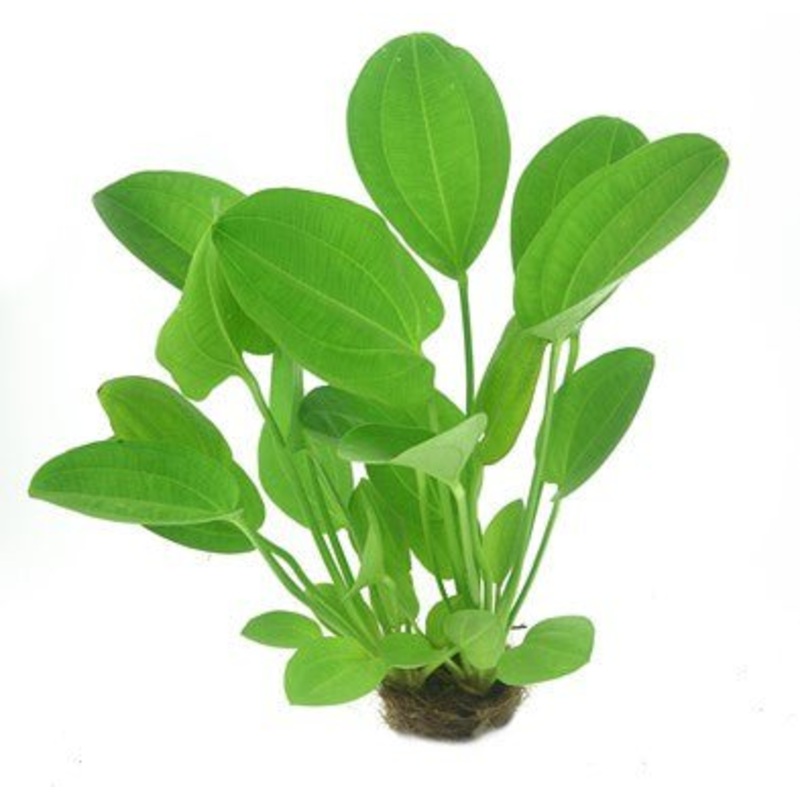 Dennerle Echinodorus cordifolius ‘Harbich Red’