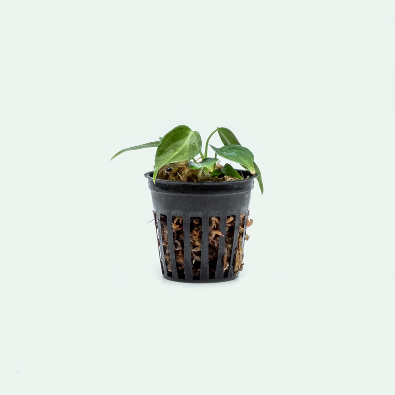 Philodendron Glorious – Bare Root