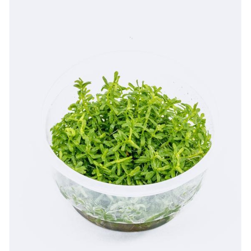TCulture Rotala rotundifolia ‘Green’ (TC Cup)