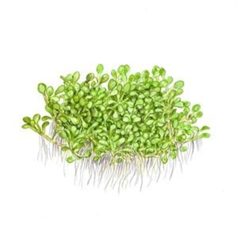 Tropica Elatine Hydropiper 1-2-Grow!