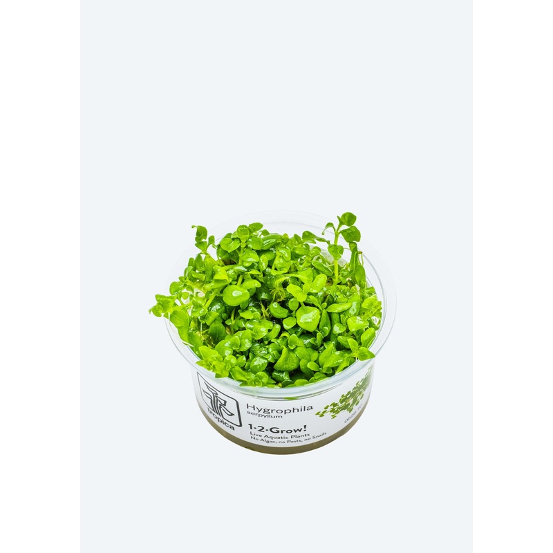 1-2-Grow! Hygrophila serpyllum