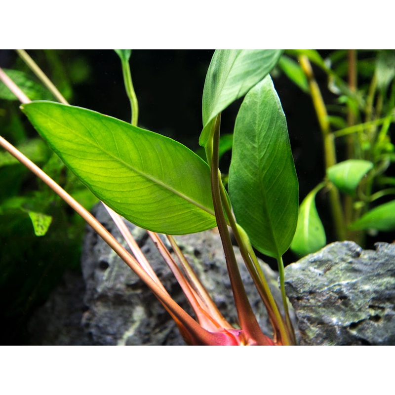 Anubias Frazeri (Anubias barteri x A. heterophylla), EXTRA LARGE!!!