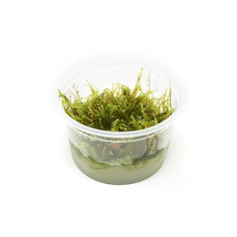 TCulture Vesicularia dubyana ‘Christmas’ (TC Cup)