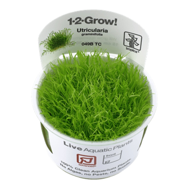 Tropica Utricularia Graminifolia 1-2-GROW!