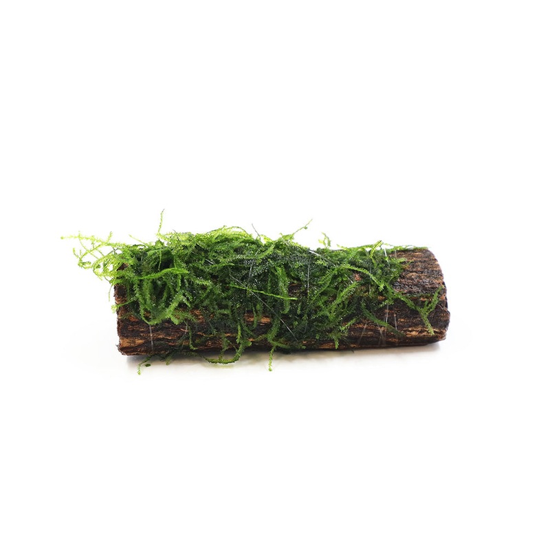 Assorted Moss on Catappa Bark,  Grown