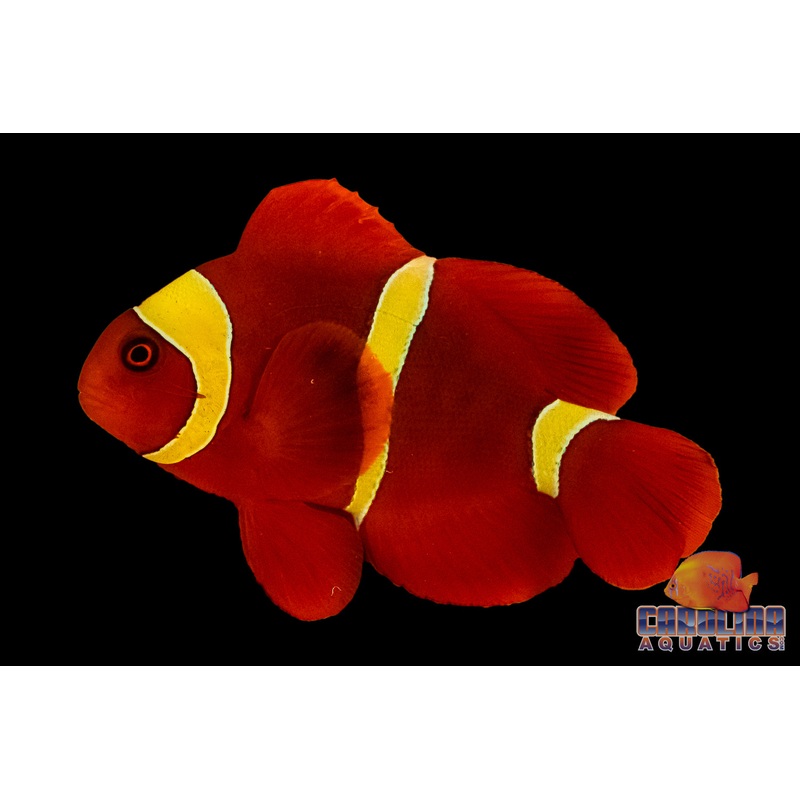 Clown – Maroon Goldstripe Wild