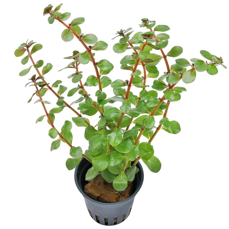 TCulture Rotala Rotundifolia ‘Blood Red’  (Pot/TC Cup)