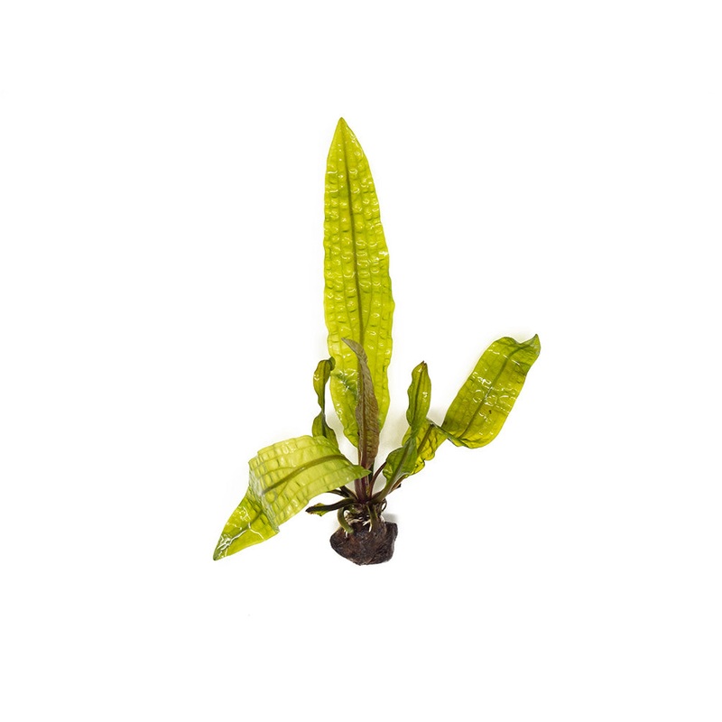 Hammer Leaf Bulb (Aponogeton bolivinianus)