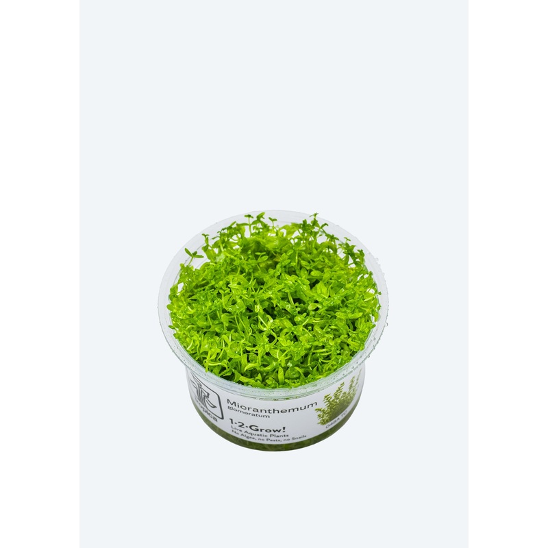1-2-Grow! Micranthemum glomeratum